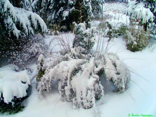 Fargesia Jiuzhaigou Genf im Schnee